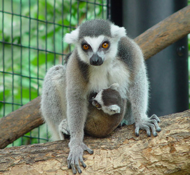 Ring tailed lemur