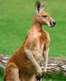 Red Kangaroo